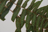 虎克氏鱗蓋蕨藏品圖，第3張