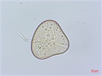 虎克氏鱗蓋蕨藏品圖，第2張