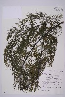 大黑柄鐵角蕨、黃鱗鐵角蕨、大羽鐵角蕨藏品圖，第1張