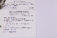 大黑柄鐵角蕨、黃鱗鐵角蕨、大羽鐵角蕨藏品圖，第2張