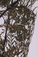 大黑柄鐵角蕨、黃鱗鐵角蕨、大羽鐵角蕨藏品圖，第3張