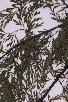 大黑柄鐵角蕨、黃鱗鐵角蕨、大羽鐵角蕨藏品圖，第4張