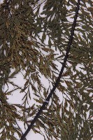 大黑柄鐵角蕨、黃鱗鐵角蕨、大羽鐵角蕨藏品圖，第5張