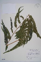 邊緣鱗蓋蕨藏品圖，第1張