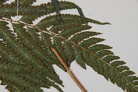 邊緣鱗蓋蕨藏品圖，第6張