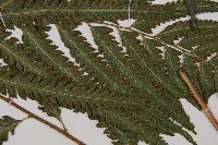 邊緣鱗蓋蕨藏品圖，第7張