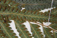 邊緣鱗蓋蕨藏品圖，第8張