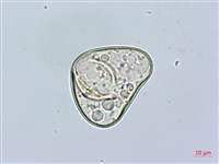 邊緣鱗蓋蕨藏品圖，第2張