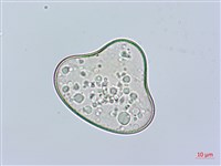 邊緣鱗蓋蕨藏品圖，第3張