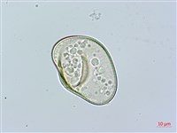 邊緣鱗蓋蕨藏品圖，第4張