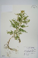 全緣卷柏藏品圖，第1張