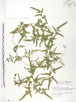 海金沙藏品圖，第1張