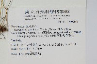 日本金粉蕨藏品圖，第2張