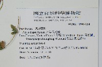 天草鳳尾蕨藏品圖，第2張