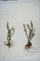 細葉碎米蕨藏品圖，第1張