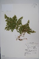 密葉卷柏藏品圖，第1張