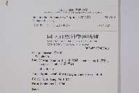 密葉卷柏藏品圖，第2張