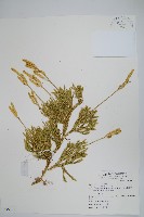 石松藏品圖，第1張