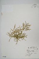 地刷子藏品圖，第1張