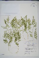 玉山卷柏藏品圖，第1張