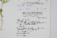 玉山卷柏藏品圖，第2張