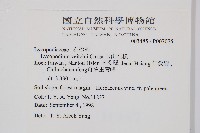 玉山石松藏品圖，第2張