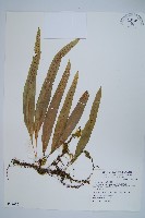 玉山瓦葦藏品圖，第1張