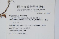 玉山瓦葦藏品圖，第2張