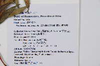 生芽狗脊蕨、頂芽狗脊蕨藏品圖，第2張