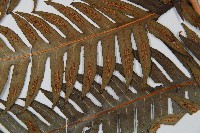 生芽狗脊蕨、頂芽狗脊蕨藏品圖，第3張