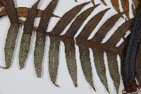 生芽狗脊蕨、頂芽狗脊蕨藏品圖，第5張