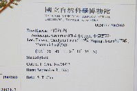 台灣小膜蓋蕨藏品圖，第2張