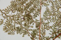 台灣小膜蓋蕨藏品圖，第3張