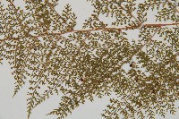 台灣小膜蓋蕨藏品圖，第4張