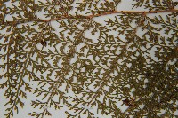 台灣小膜蓋蕨藏品圖，第5張