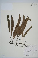 單葉雙蓋蕨藏品圖，第1張