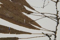 單葉雙蓋蕨藏品圖，第3張