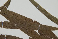 單葉雙蓋蕨藏品圖，第5張