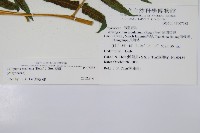 菜蕨藏品圖，第2張