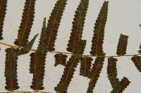 菜蕨藏品圖，第4張