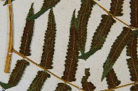 菜蕨藏品圖，第5張