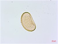 菜蕨藏品圖，第4張