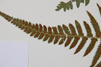 東洋蹄蓋蕨藏品圖，第3張