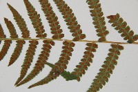 東洋蹄蓋蕨藏品圖，第4張