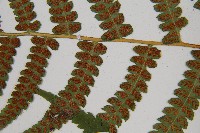 東洋蹄蓋蕨藏品圖，第5張