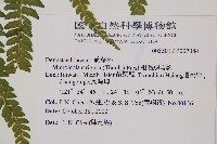 粗毛鱗蓋蕨藏品圖，第2張