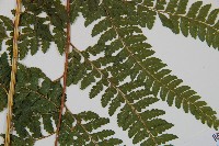 粗毛鱗蓋蕨藏品圖，第3張