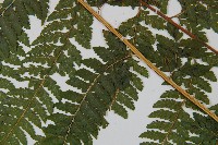 粗毛鱗蓋蕨藏品圖，第4張