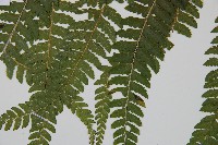 粗毛鱗蓋蕨藏品圖，第5張