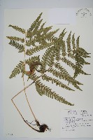 南海鱗毛蕨藏品圖，第1張